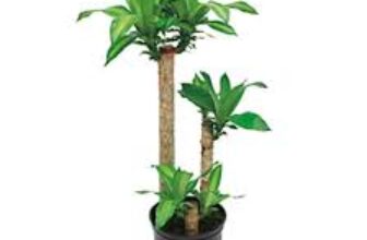 Home Depot Indoor Garden Promo Code -20% Off Plants