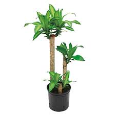 Home Depot Indoor Garden Promo Code -20% Off Plants